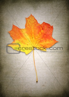 maple leaf against retro background 