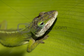 Green Gecko Head