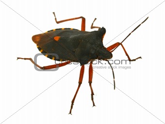 hemiptera bug