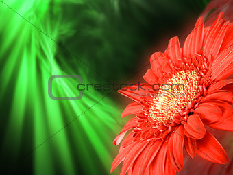 Red flower on green backdrop