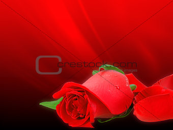 Soft-light red rose on bokeh backdrop