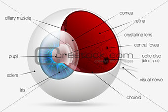 internal structure of the human eye
