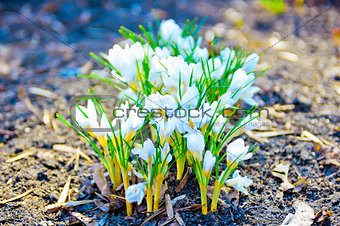 group of white crocus in early spring