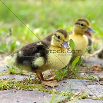 Group of ducklings on a green meadow