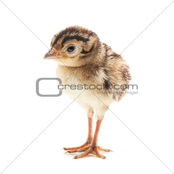 Small funny chick pheasant, isolated