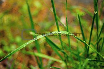 Fresh spring green grass 