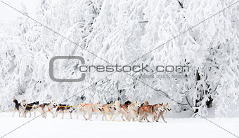 sledge dogging, Sedivacek''s long, Czech Republic