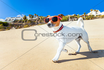 dog running at beach