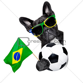 brazil soccer dog  