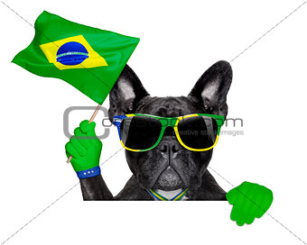 brazil soccer dog  