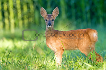 Roe deer cub - bambi