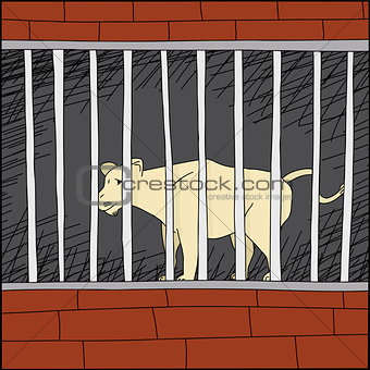 Lion in Cage