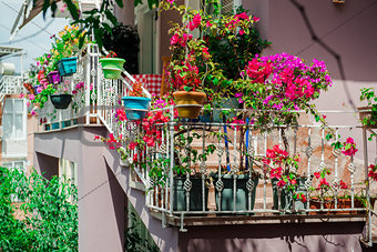 Flowers on balcony
