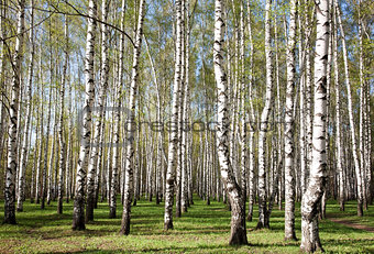 First greens in sunny birch forest