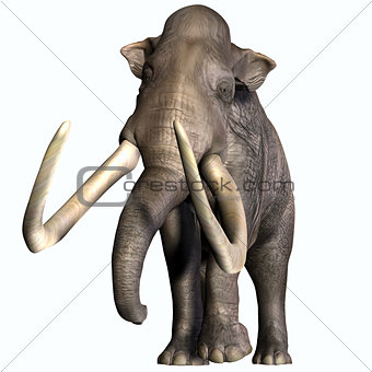 Columbian Mammoth Front Profile