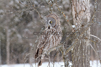 A Great Grey Owl in a tree