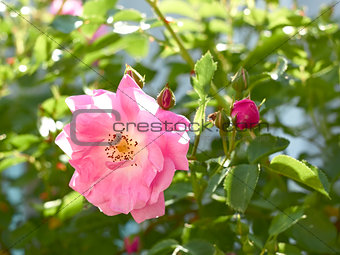 Rose flowering close-up