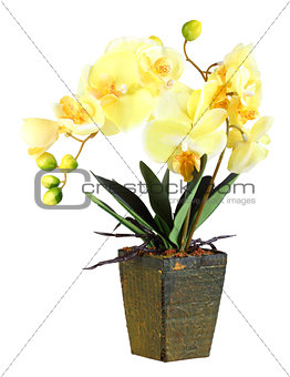Flowers of yellow orchid