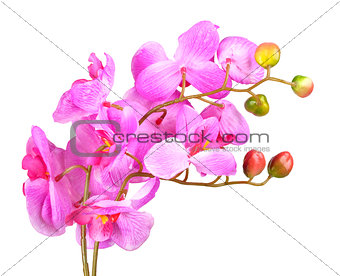 Flowers of pink orchid