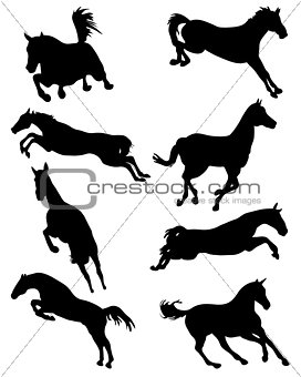 horses in jump