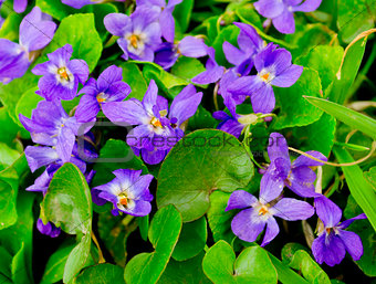 forest violets
