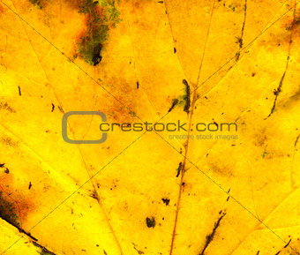 Fall maple leaf texture