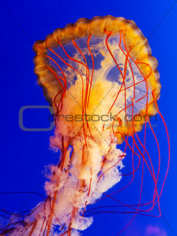spectacular jellyfish 