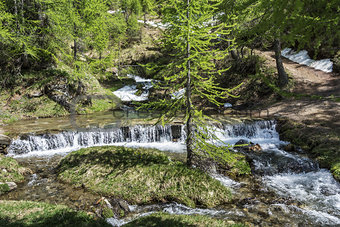 River in the forest of Devero Alp
