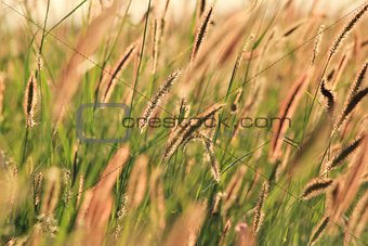 Grass Background - Nature and Colors of Beauty