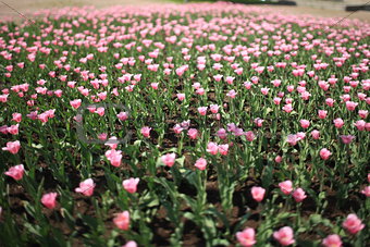 Infinite field of pink tulips