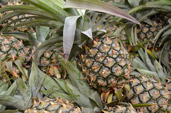 Photography of pineapple in the market for sell