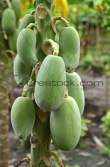 Photography of green papayas on the tree