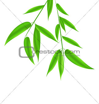 Bamboo leaves pattern with space for your text 