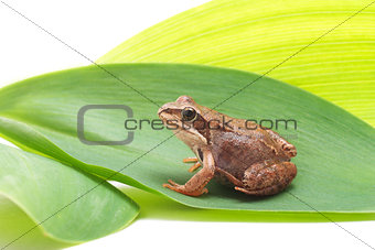 Frog on green leaf