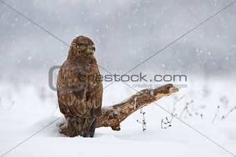 Common buzzard in winter