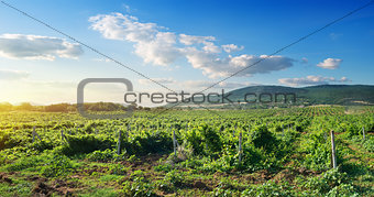 Crimean vineyard