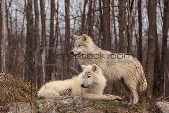A pair of Arctic Wolves in the woods