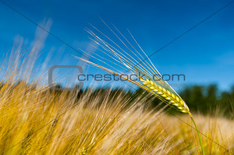 Single stalk of wheat