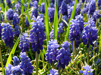 blue muscari flowers