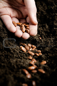 planting bean seeds