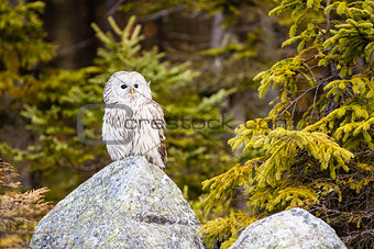 The Ural Owl Strix uralensis