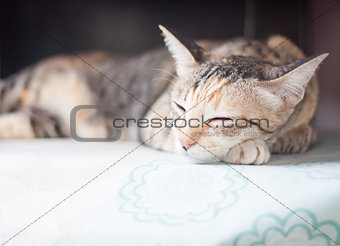 Siamese cat sleeping on the table