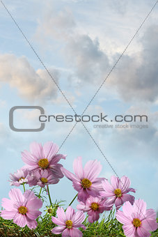 Cosmos flowers against a summer sky