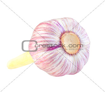 Bulb of garlic