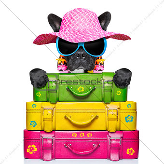 holliday luggage dog