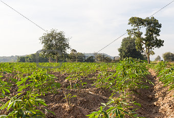 Cassava or Manioc field