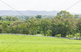 Green grass field