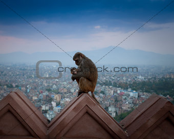 Kathmandu Monkeys