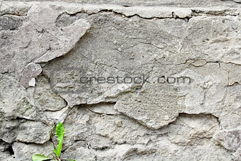 Sprouts on background wall cement
