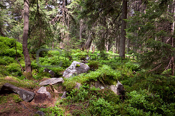 Old forest in the mountain -   stones, moss and pine trees.